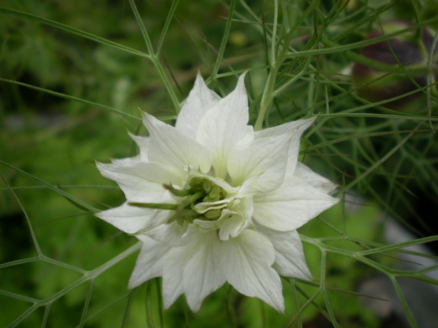 Nigelle Miss Jekyll Alba - Nigelle de Damas blanche - Nigella damascena -  De grandes fleurs blanches toutes simples et charmantes